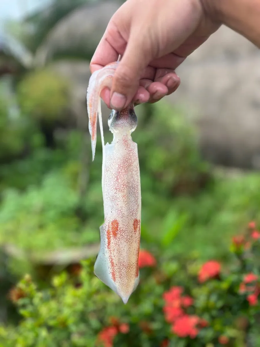 Mực ống câu mino nháy cấp đông size 5con/kg – ảnh 2