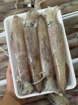 Mực ống nháy mi nơ size 8-12con/kg