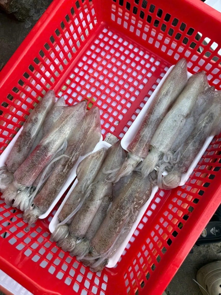 Mực ống nháy mi nơ size 8-12con/kg – ảnh 2