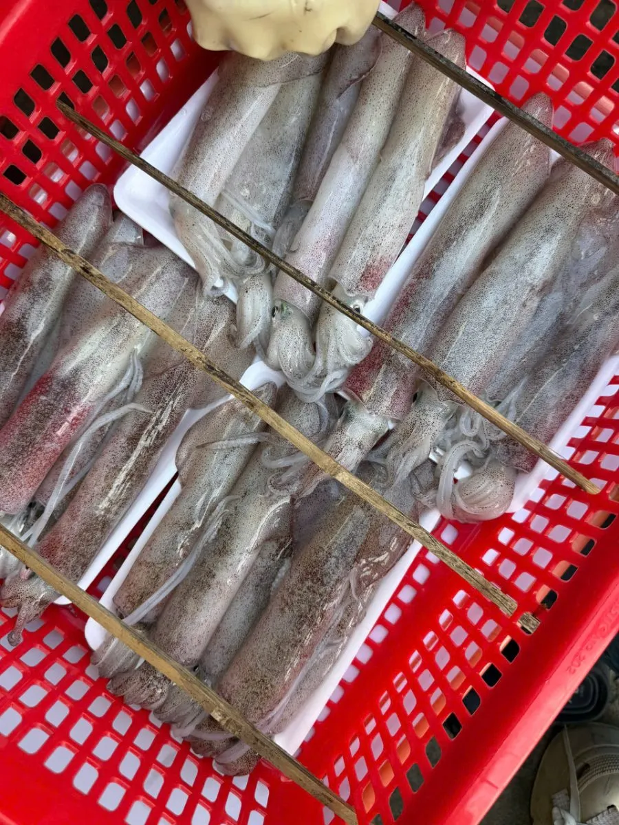 Mực ống nháy mi nơ size 8-12con/kg – ảnh 3