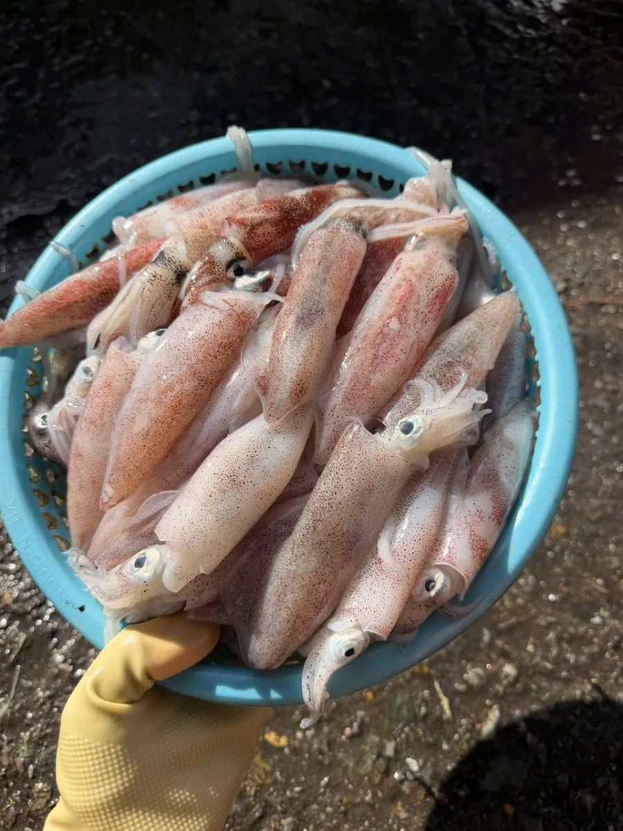 Mực ống tươi size 20-22con/kg – ảnh 1