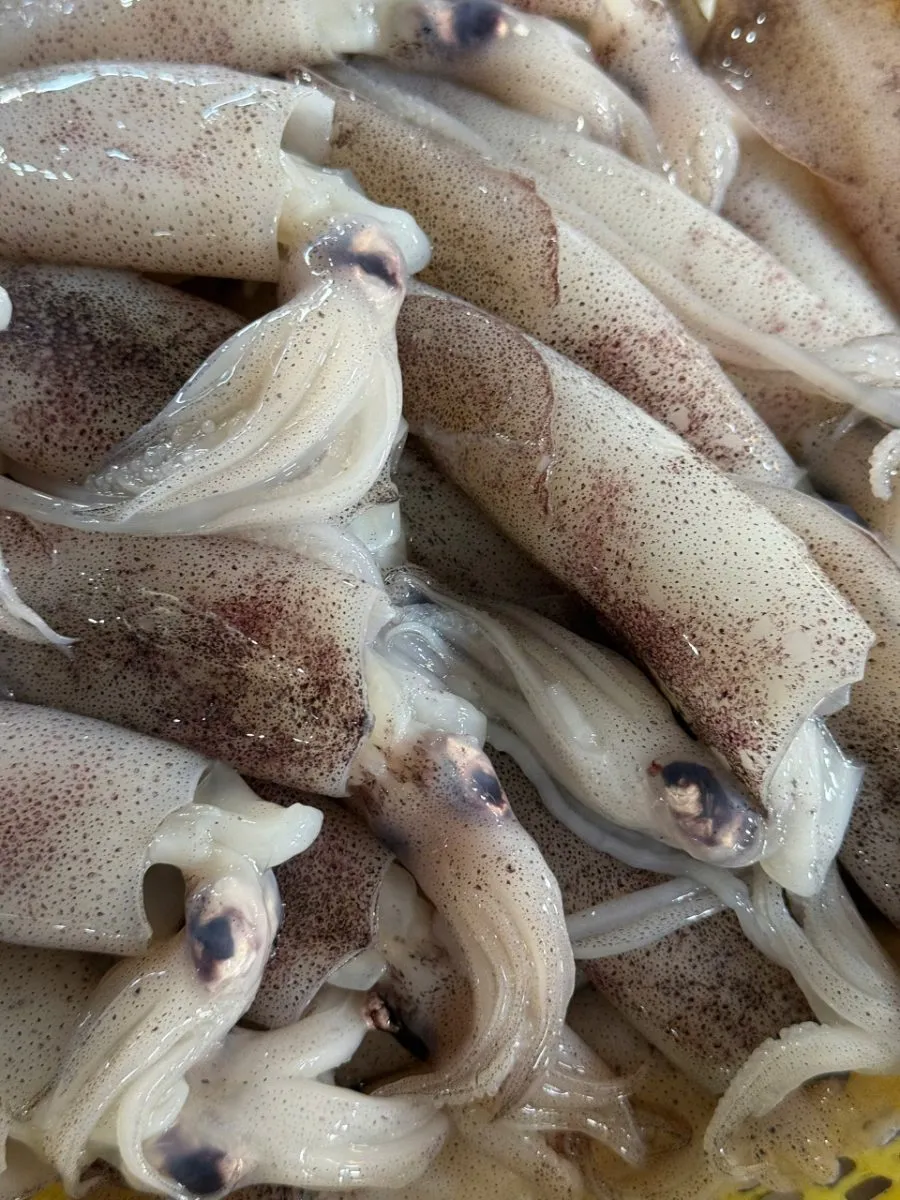Mực trứng size 14-15 con/kg – ảnh 5