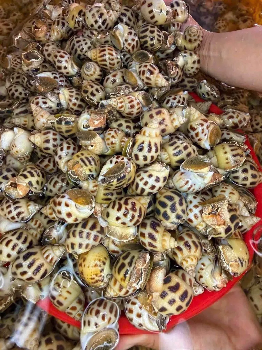 Ốc hương – ảnh 3
