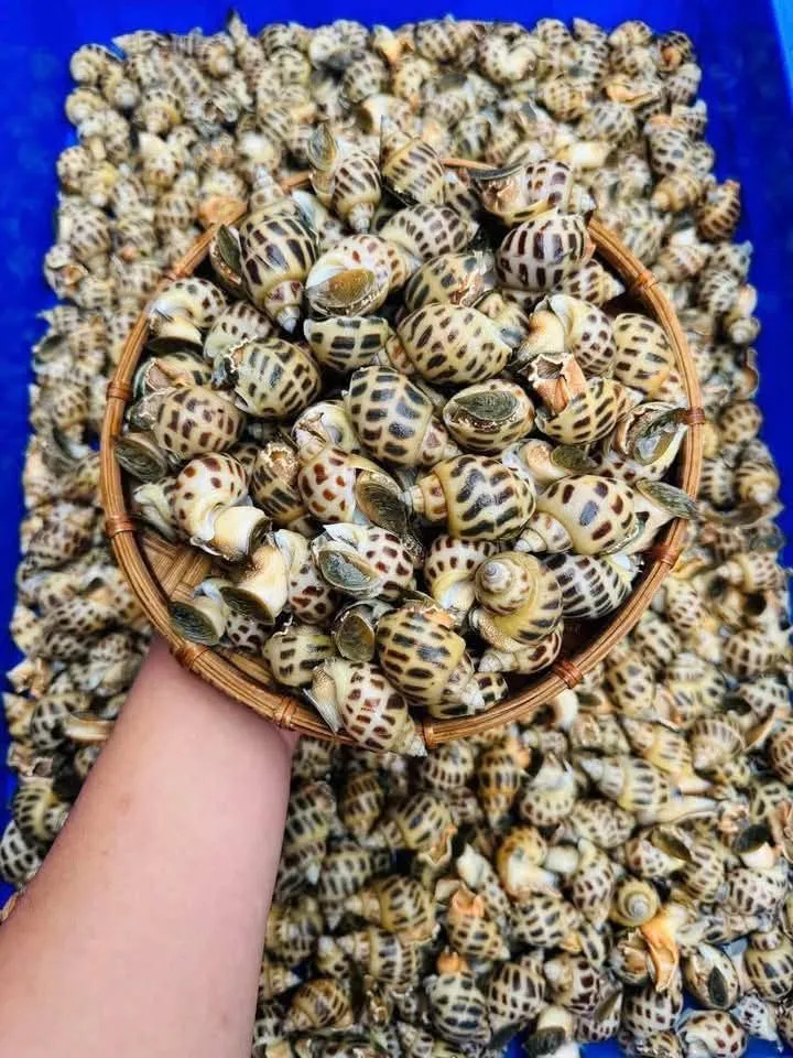 Ốc hương – ảnh 1