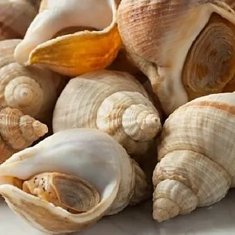 Ốc hương cấp đông – ảnh 2