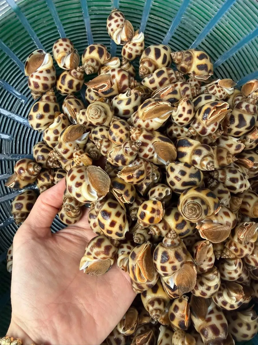 Ốc hương – ảnh 2
