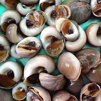 Ốc hương, sò điệp – ảnh 1