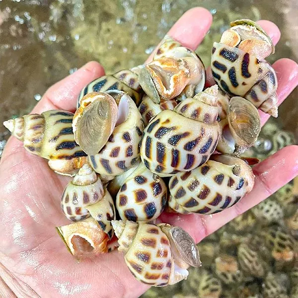 Ốc hương, sò điệp – ảnh 2