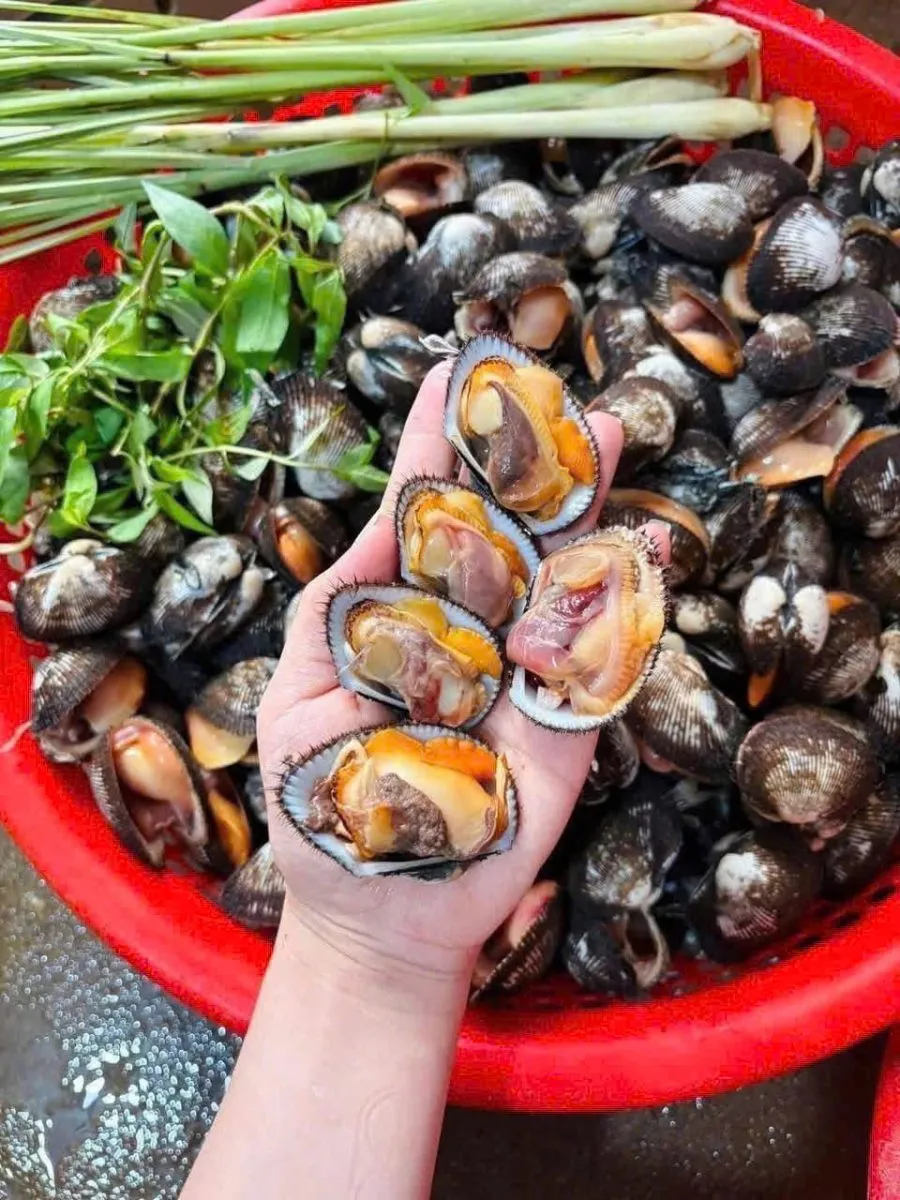 Ruột sò lông tách sẵn – ảnh 1