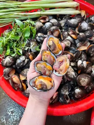 Ruột sò lông tách sẵn